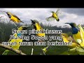 Suara Pikat Burung Sogon Khusus Untuk Yang Berkoloni Dan Susah Turun
