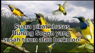 Download lagu Suara pikat burung sogon _ Khusus untuk yang berkoloni dan susah turun mp3 Download lagu Suara pikat burung sogon _ Khusus untuk yang berkoloni dan susah turun mp3
