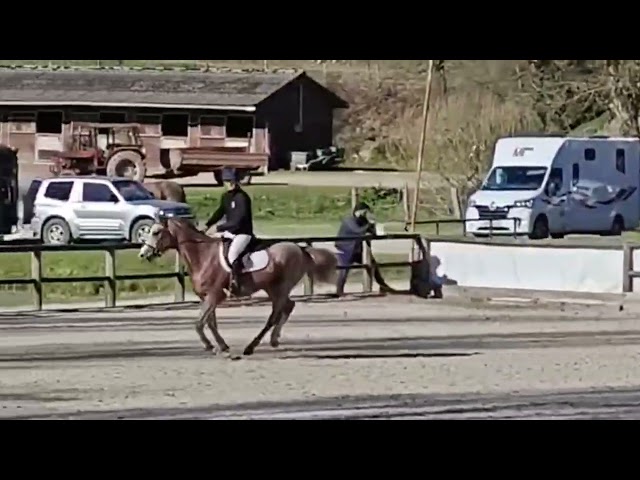 Jument SF 4 ans par Diabau x Allegretto 