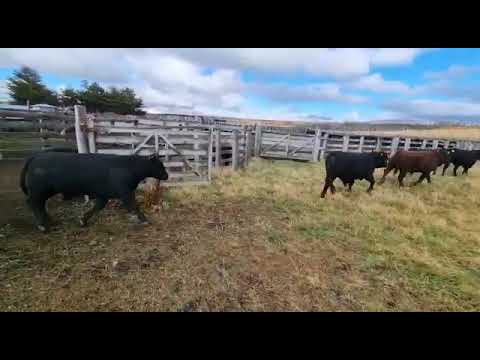 50 Terneros Angus Rojo y Negro   Punta Arenas