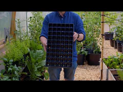 Pluggbrätte Quickpot 60