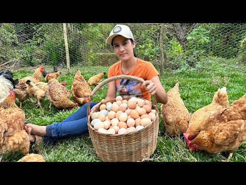 Como ter alta PRODUÇÃO DE OVOS de Galinha Caipira, mais de 100 ovos por semana