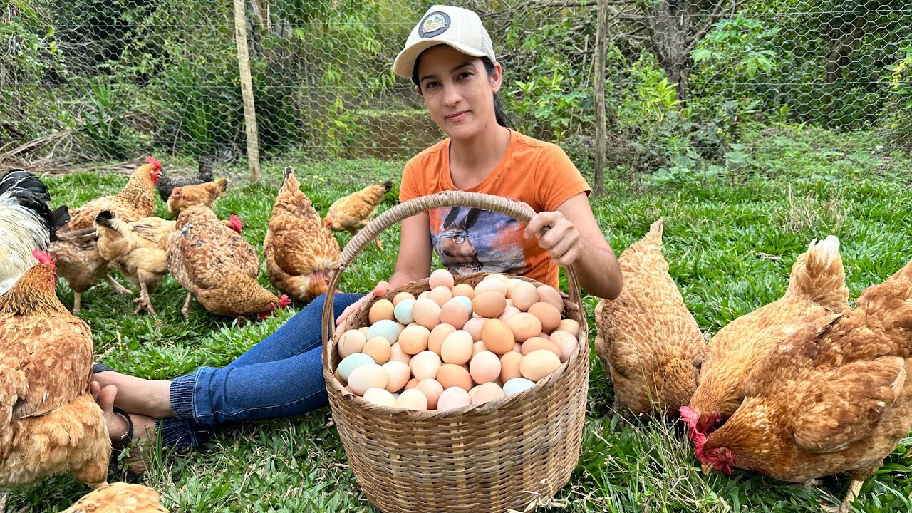 Como ter alta PRODUÇÃO DE OVOS de Galinha Caipira, mais de 100 ovos por semana