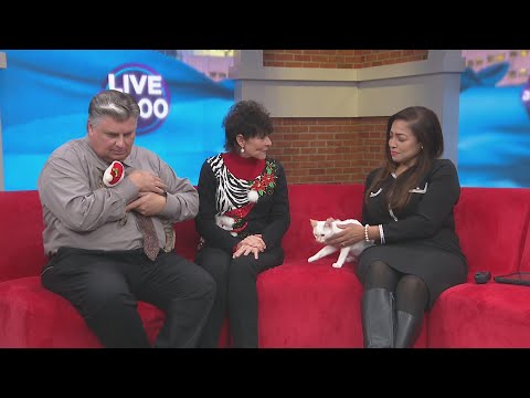 Rescue Kittens Seeking Homes with Mewtopia Cat Rescue - YouTube