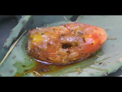 BRIDGES LOUTRAKI INTERNATIONAL FILMFEST 2024-Terrestrial Spirits by Yossi Galanti-Trailer