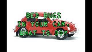 BED BUGS, MITES, FLEAS in the car! How to treat your car for bugs - it is possible to treat cars