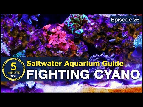 New concept in Cyano control: How to BEAT red cyanobacteria slime algae