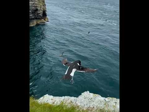 An acrobatic razorbill at Cantick Head Lighthouse