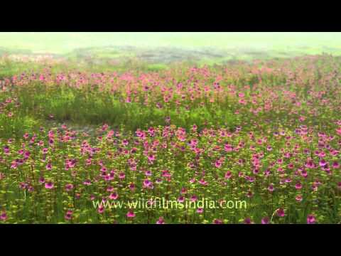 Carpet of Impatiens pulcherrima ( Dhal-terda )