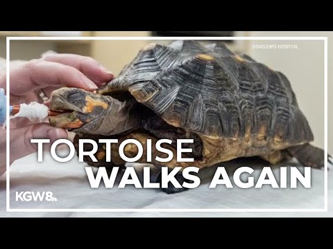 Tortoise receives 3D printed prosthetic wheel after getting leg amputated