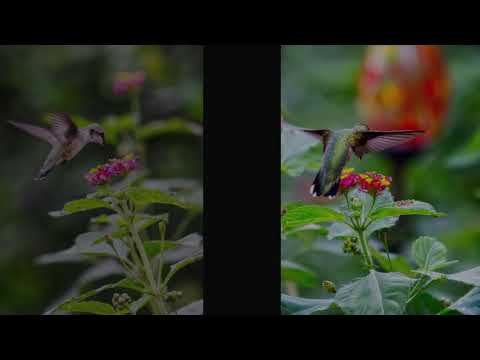 Black Chinned Hummingbird (only the male has black)