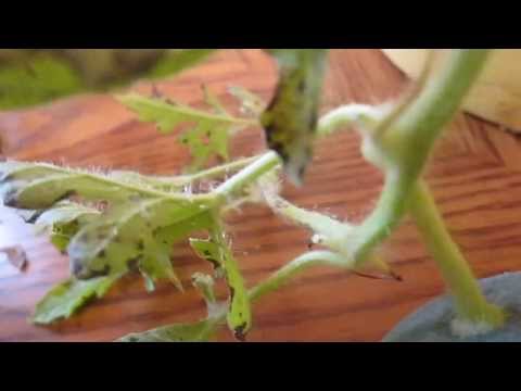 Growing Watermelon 2