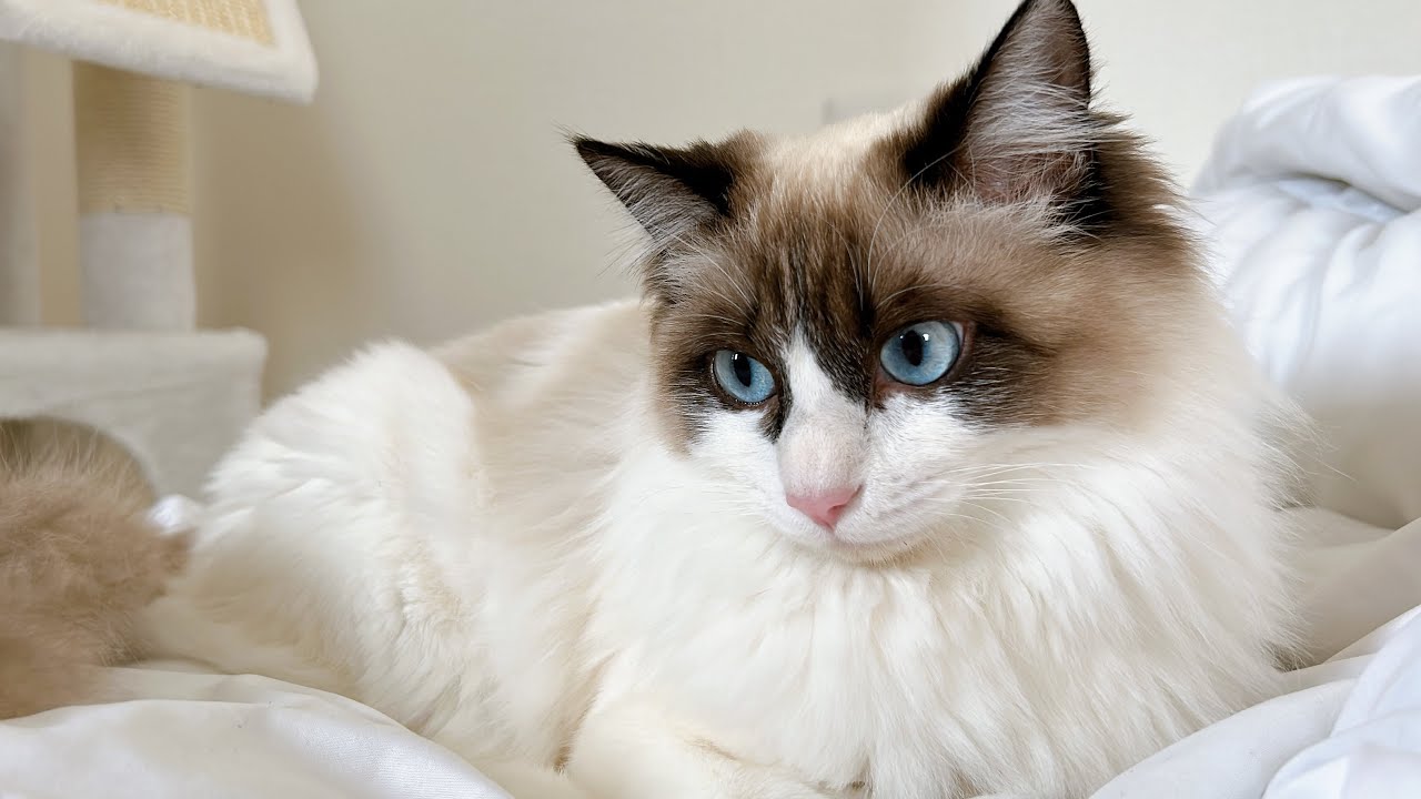 【ライブ】旅行から帰宅したら…😂