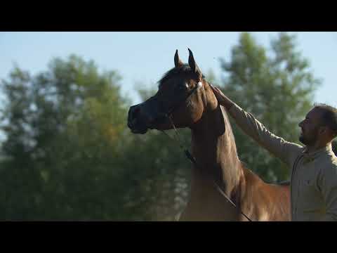 ⭐ WALINA K.A. ⭐ (Equiborn K.A. x Wayadera) - STC AUCTION 2022