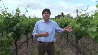 Winemaker Gustavo at vineyard partner Stanly Ranch discussing Pinot Noir Clones 667 & Pomard Clone