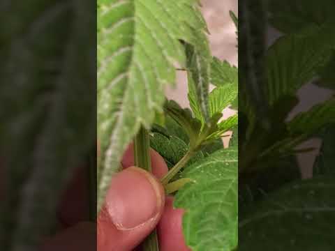 cannabis topping lesson 2021