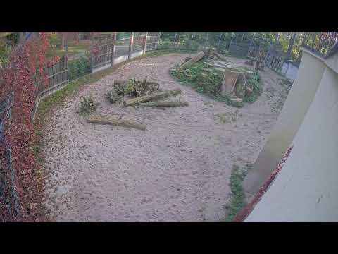 Lions - Riga Zoo