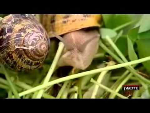 Prima di e dopo da posti pigmentary di una fotografia Crema da posti di pigmentary prima di e dopo una fotografia