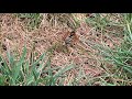 Cicada Killers Ruin Homeowners Lawn in Somerset, NJ
