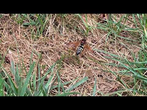 Cicada Killers Ruin Homeowners Lawn in Somerset, NJ