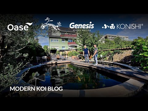 Modern Koi Blog #6159 - Olis 100.000 Liter Teich mit Algendrama