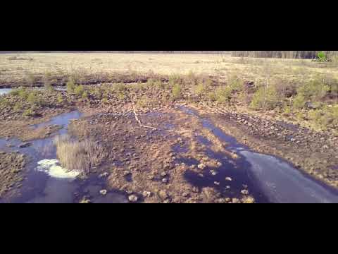 Porlamossen tidig vår 2018