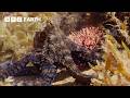 3 Hours Of Life Beneath The Waves BBC Earth