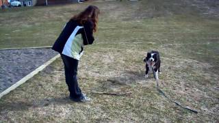 preview picture of video 'Our Border Collie Fetching a stick'