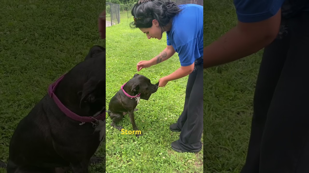 Storm, an adopted mixed breed in Yonkers, NY video 5/5