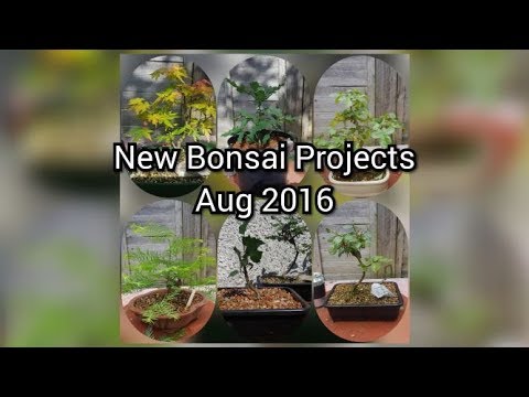 Six New Bonsai Projects Aug 2019