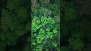 Drönare - Mer väg i skogen i Oregon i USA (#Shorts)