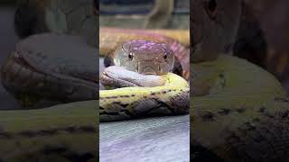 King Cobra Eats Snake #snake by Brian Barczyk