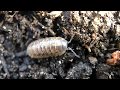 Wild at Home: Pillbugs & Sowbugs