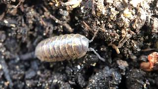 Wild at Home: Pillbugs & Sowbugs