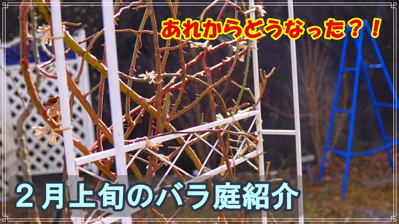２月上旬のバラ庭紹介★お久しぶりです！