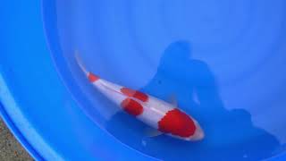 video van Sandan Kohaku 2301021