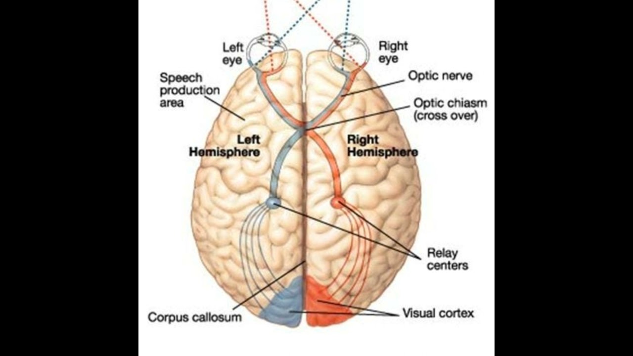 Are Serial Killers Born or Made? The Psychology Behind a Killer