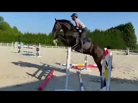 Subtitle:DIAMANT DE SEMILLY x KAPTEIN VAN DE WATERING