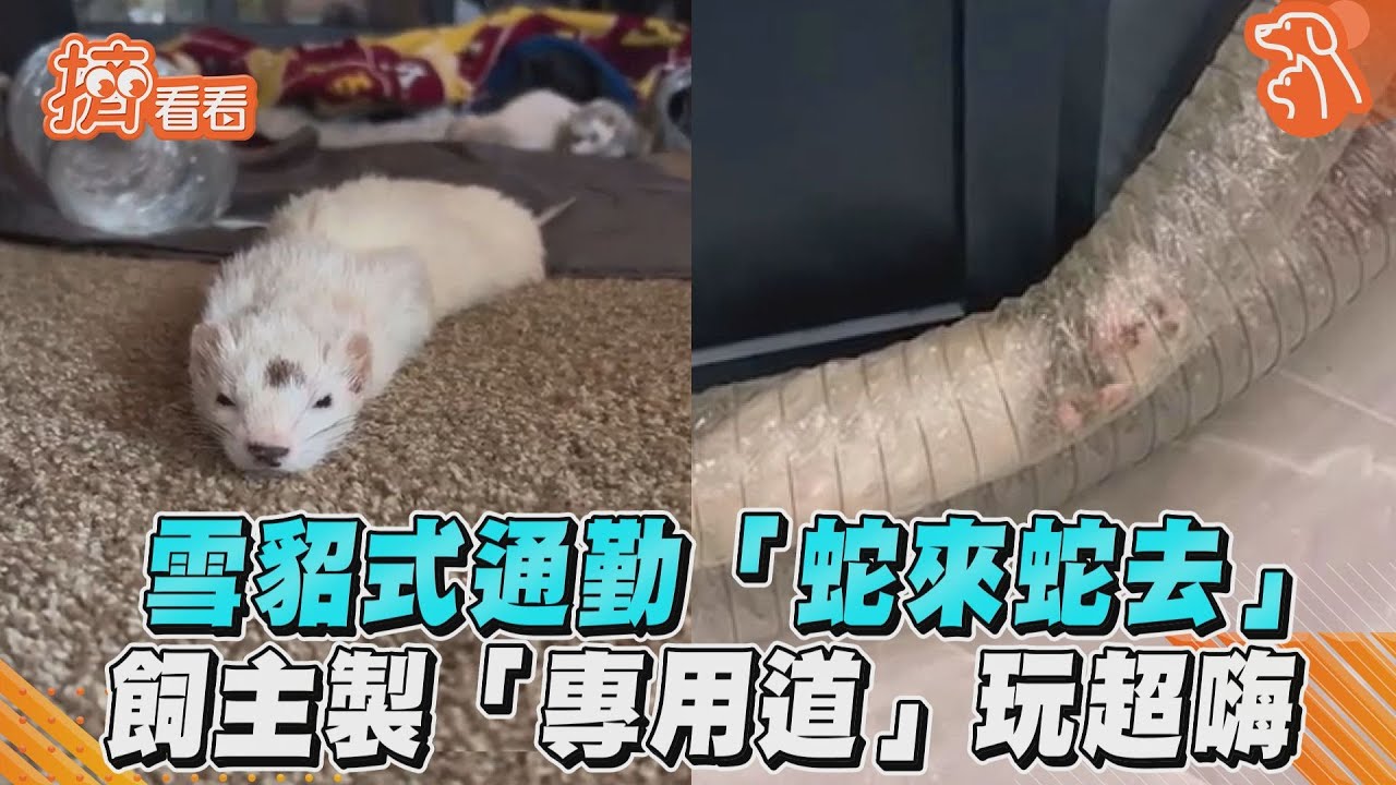 影音／雪貂式通勤「蛇來蛇去」　飼主製「專用道」玩超嗨