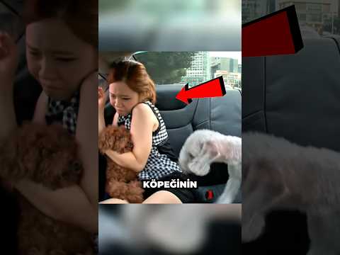 Eski Kâbusuyla Karşılaşan Köpek 🐶 #shorts