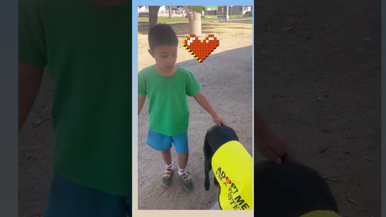 Enlarge Monica, a Adoptable mixed breed in Burbank, CA video 6/6