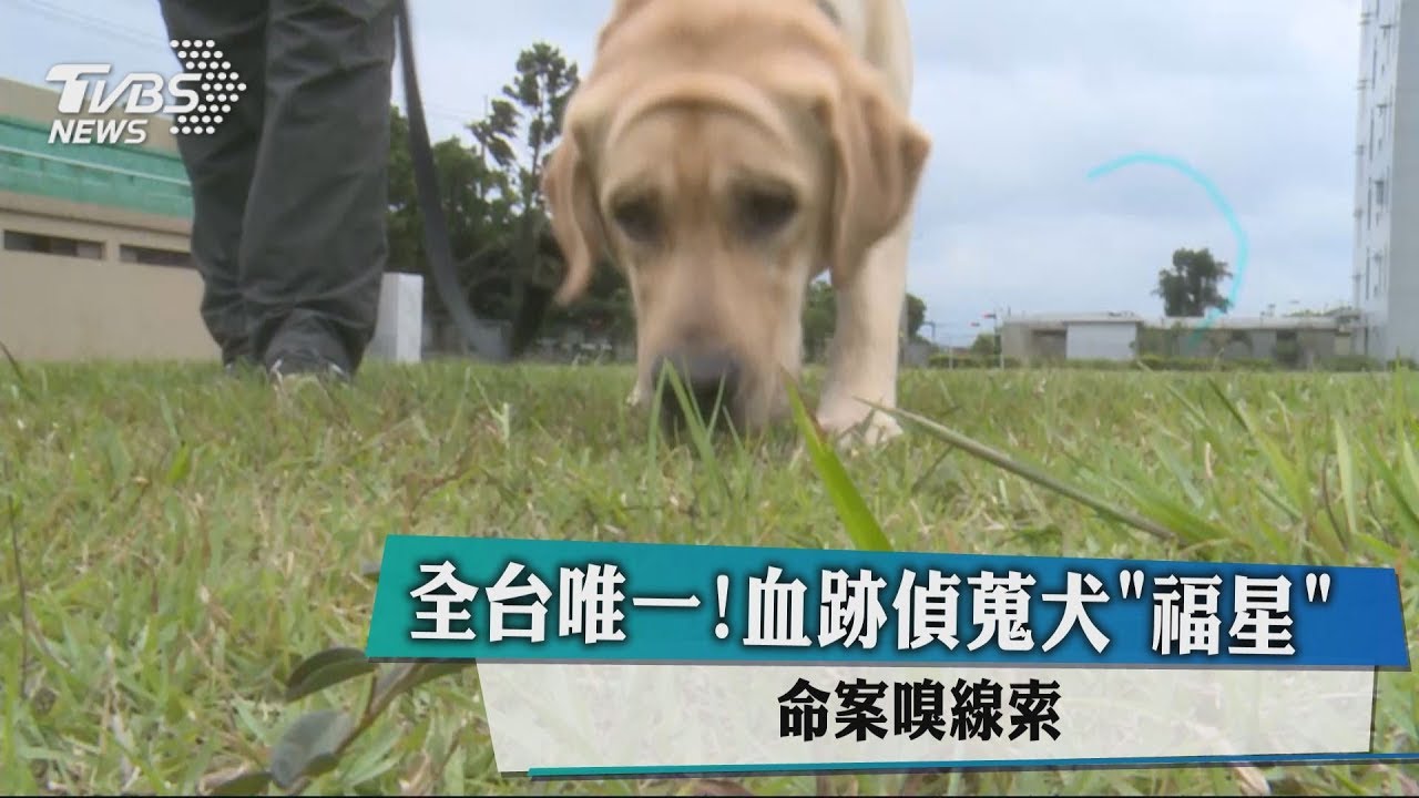 全台唯一!血跡偵蒐犬「福星」 命案嗅線索