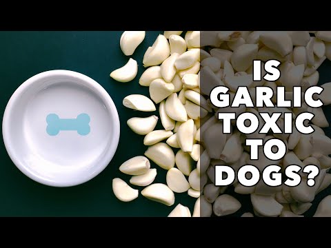 Is GARLIC toxic for DOGS….the real story of how the myth was created