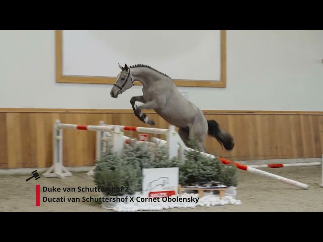 Duke van Schuttershof Z