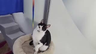 Isadora