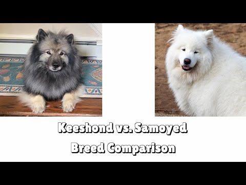 Keeshond Vs Samoyed Breed Comparison