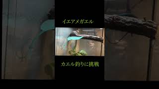 イエアメガエル一本釣り#カエル #爬虫類 #ペット