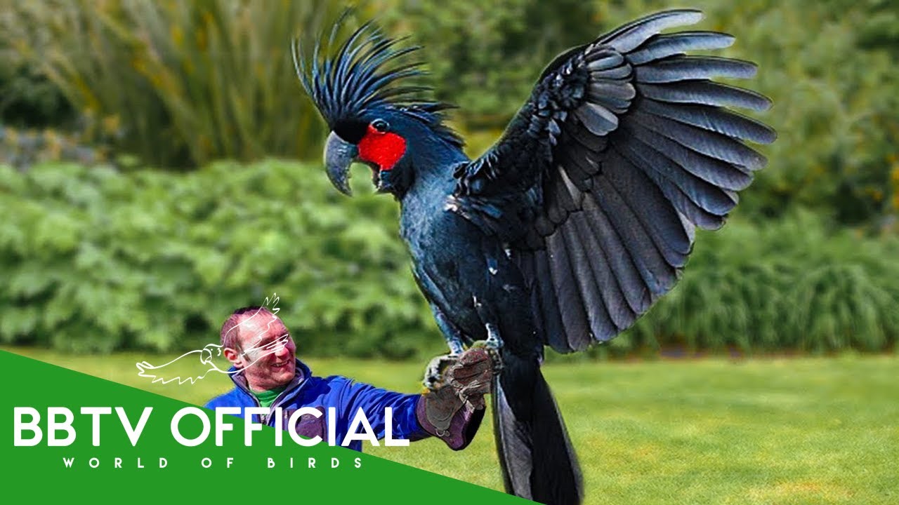 15 Most Expensive Birds In The World | Wildlife Documentary | BBTV Official