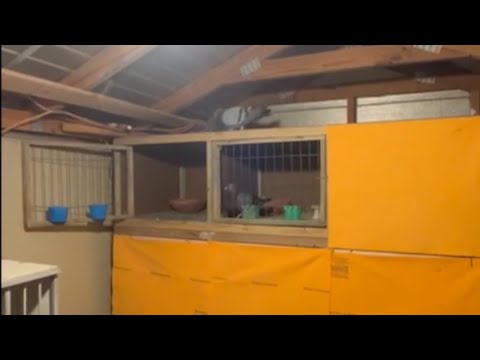 LA PRIMERA CAPTURA DE ESTE PICHON NO ESTA PUESTO TODAVÍA (ABEL DÍAZ)