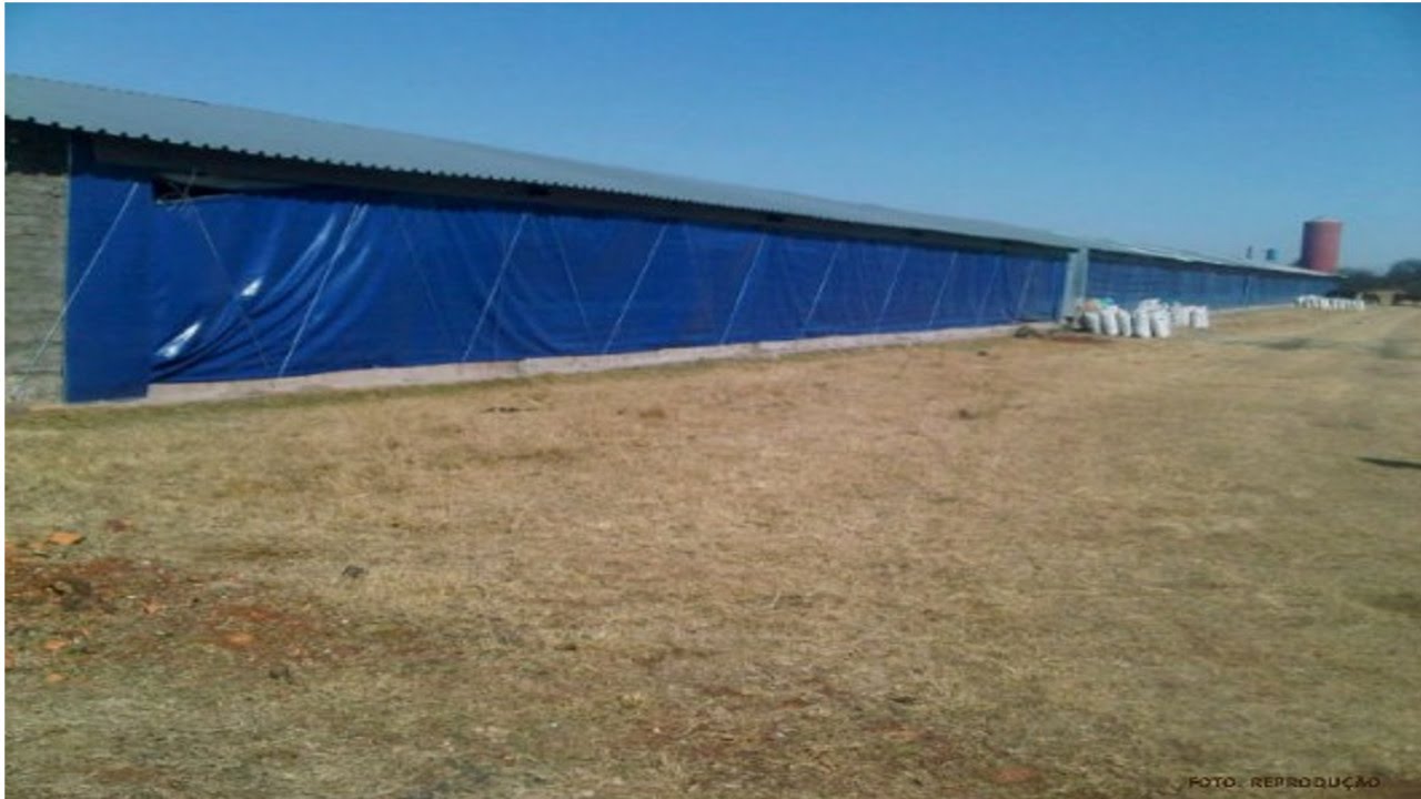 Curso Galinhas Poedeiras Cria e Recria - Sistemas de Criação - Cursos CPT